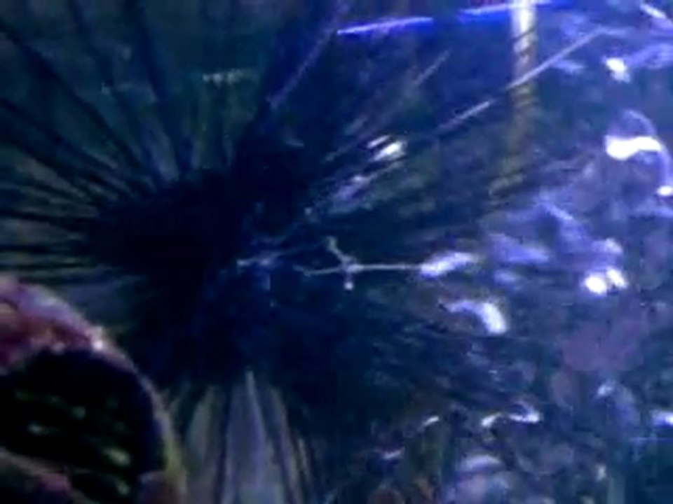 Vidéo0036