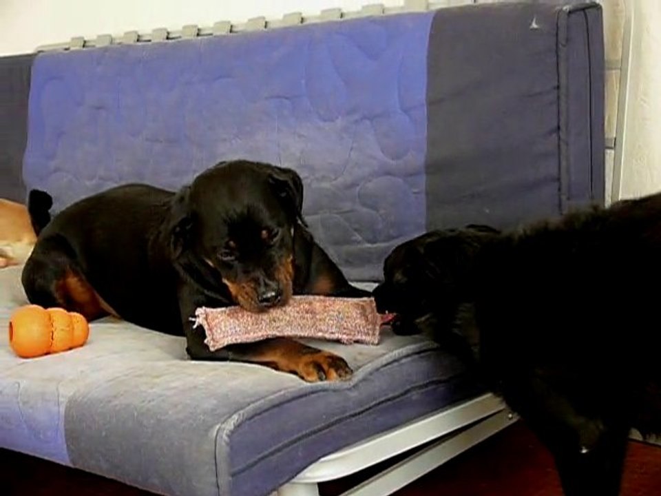 cayenne et tina joue avi