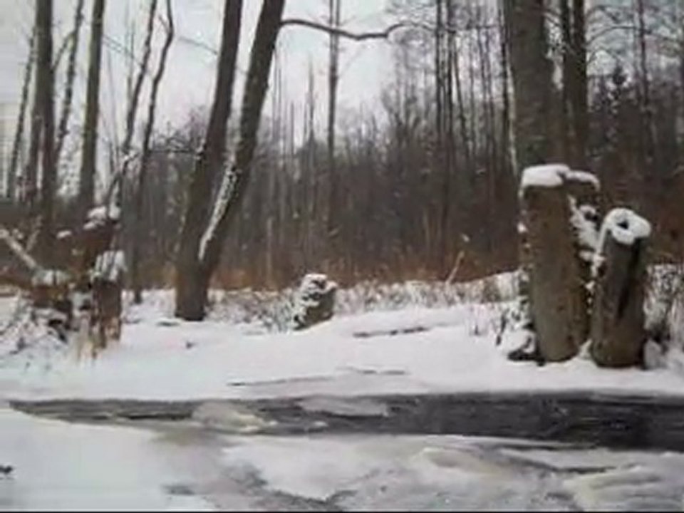 Puszcza Białowieska-Szmery