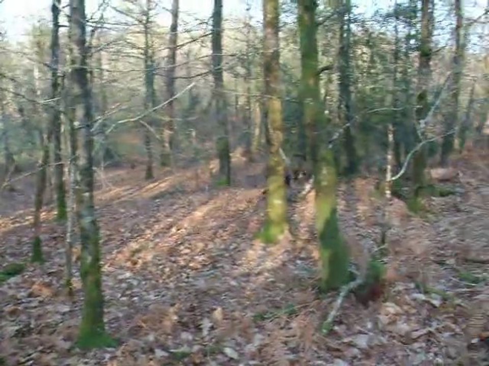 Course poursuite entre DIngle et Valone dans les bois