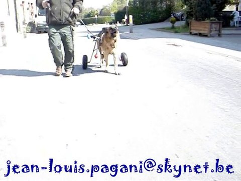 chariot pour berger allemand handicapé