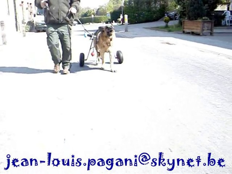 chariot pour berger allemand handicapé