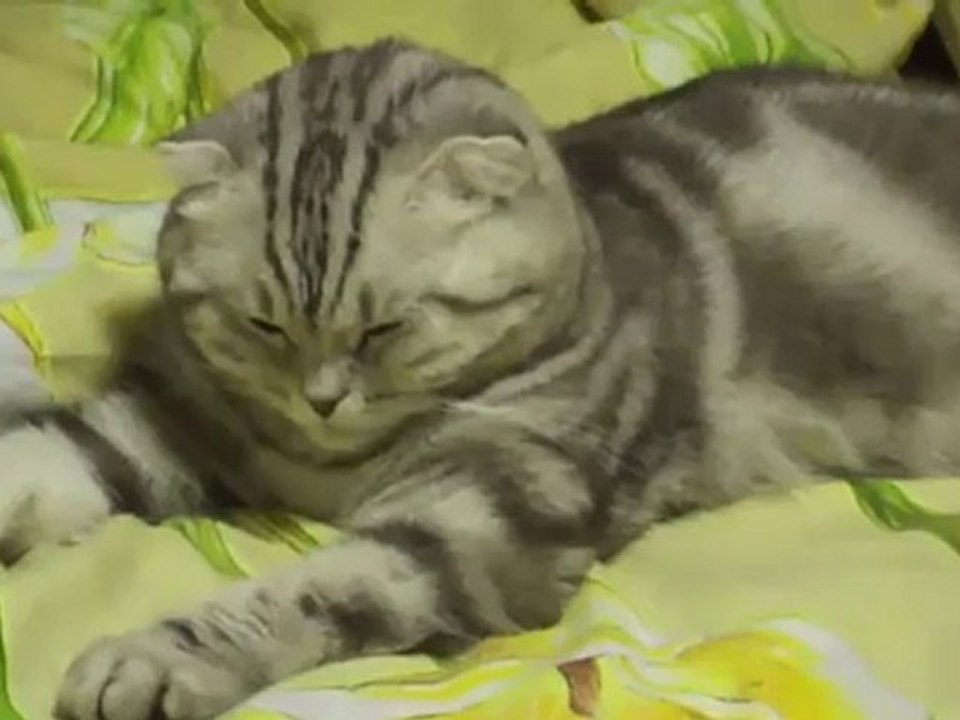 Сонная кошка