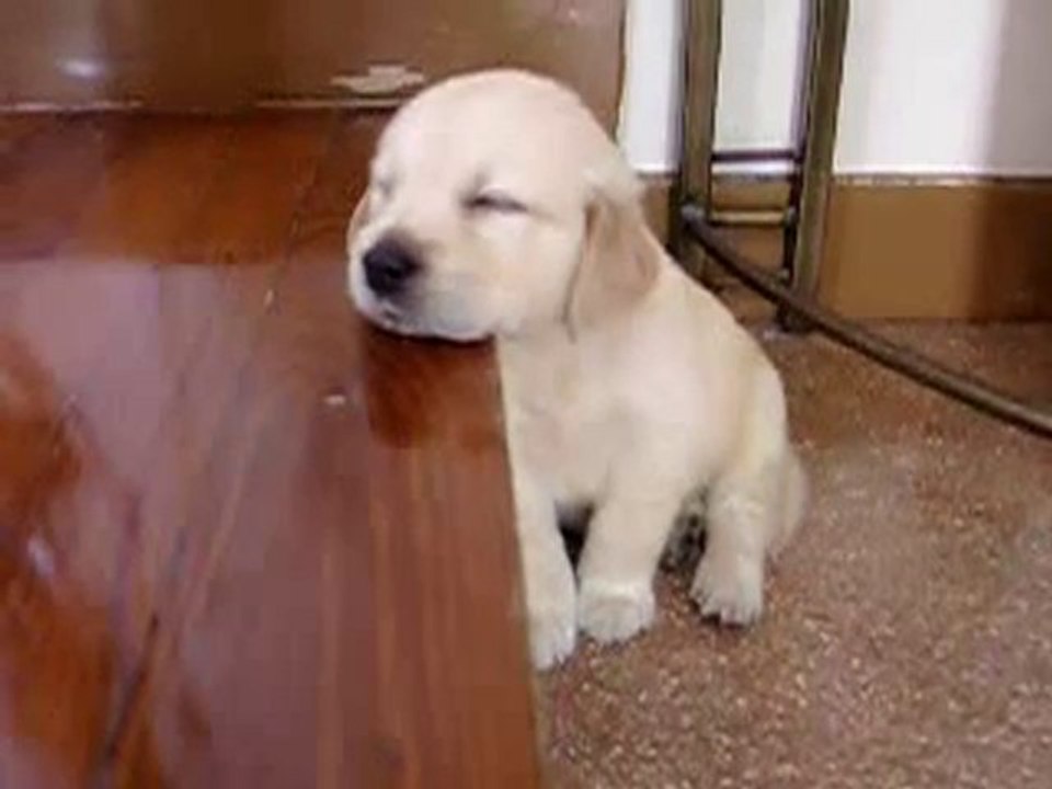 Un chien qui a très sommeil