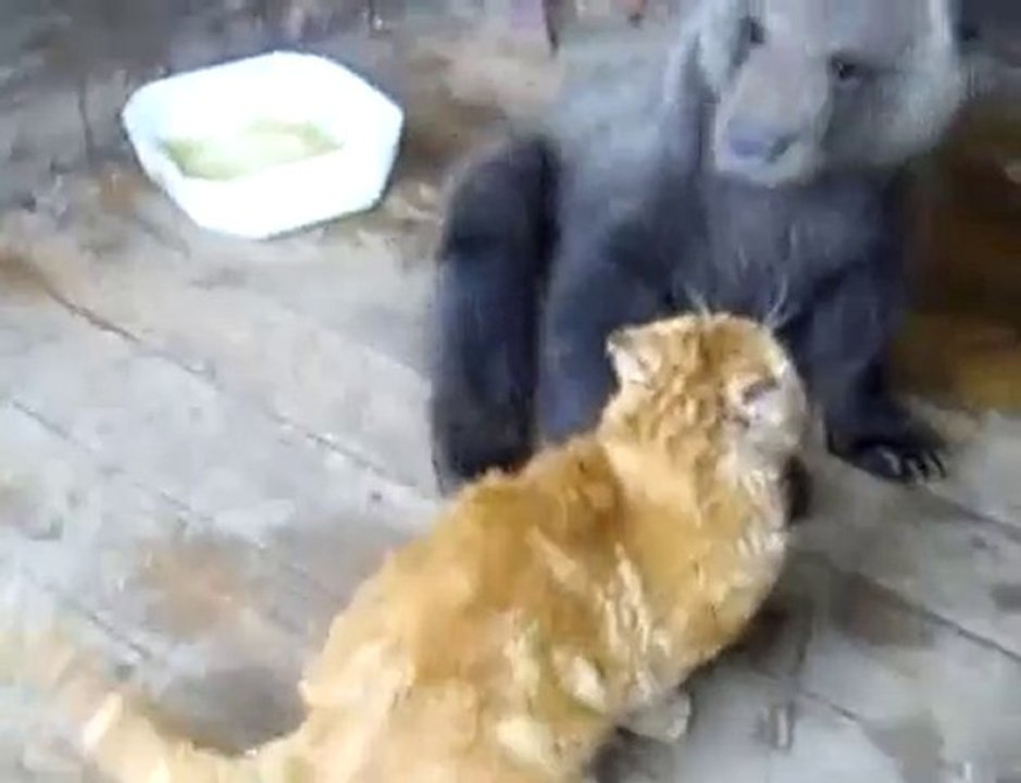 Un ourson joue avec un chat