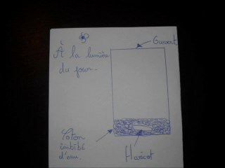 germination graine de haricot