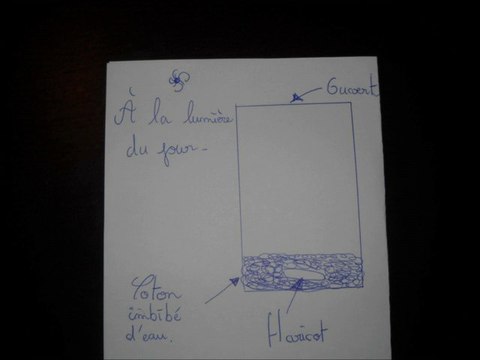 germination graine de haricot