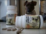 K9 Magazine Reviews Deer Velvet from Velvet Energy