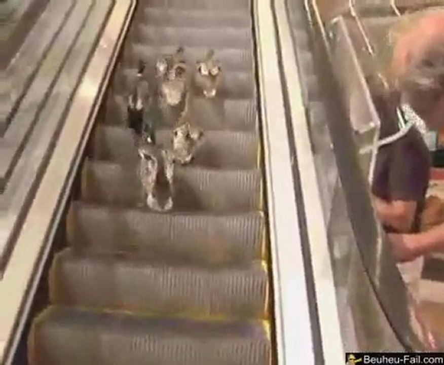 Canards VS escalators