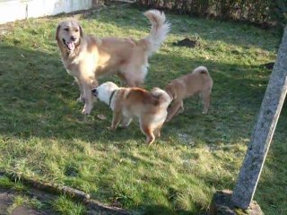 Jouons un peu shiba inu