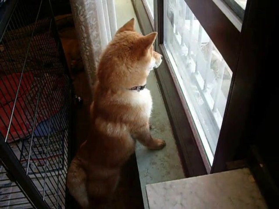 Wakamatsu shiba de garde