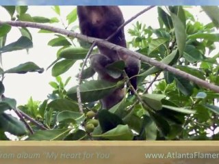 Preview of guitar album "My Heart for You" by Witold