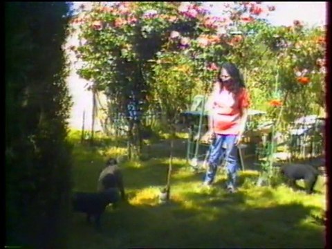 mes caniches et mon jardin