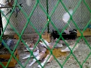 kumru kümes video www.guvercinrehberi.com