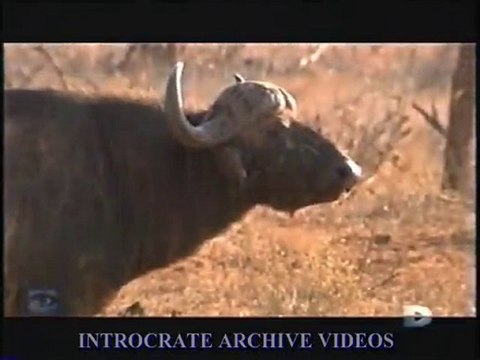 Traque au Prédateur, La Traque du Buffle - 2 de 3