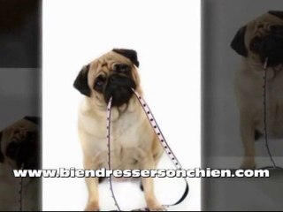 Education du chiot à la propreté. Partie 3