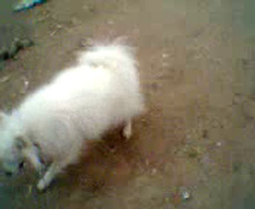 Video0084
