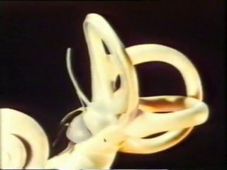 Sentido del equilibrio: Anatomia y fisiologia