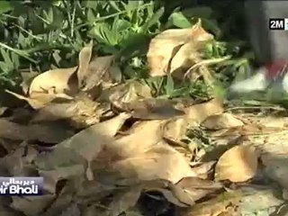 دير بحالي : الجمعة 4 فبراير