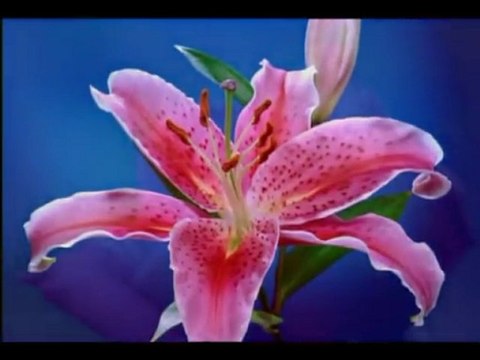 Taha'yı Hakkari (k.s)-Yürüyen ölü olmak