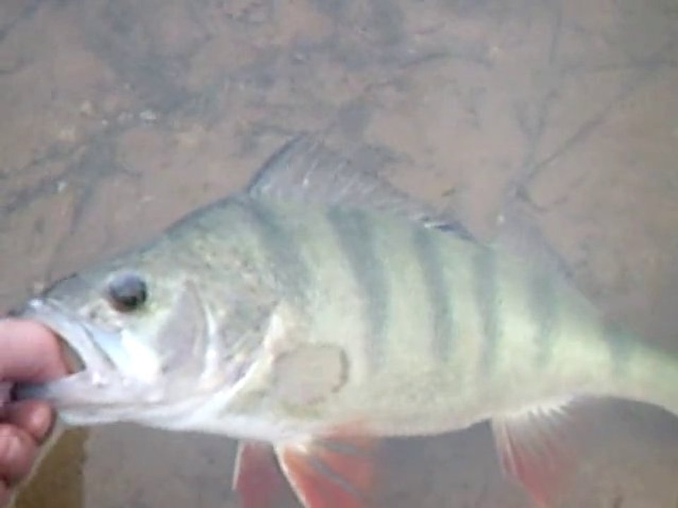 PERCHE DE 45cm
