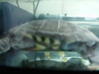 garance ma péomédusa subrifa