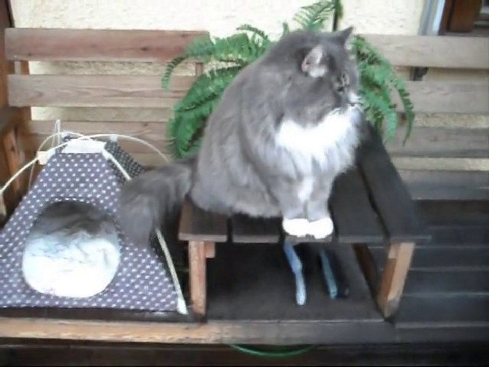 Film på Revis 4 Feb - 11. Med kattsång.