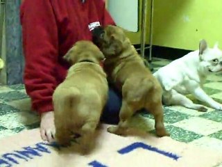 les chiots jouent dans la maison 7 semaines