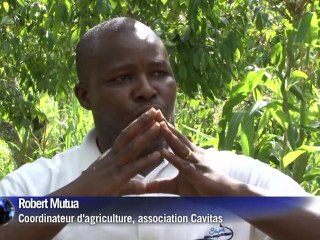 La culture du khat au Kenya: les mirages de la déesse Miraa