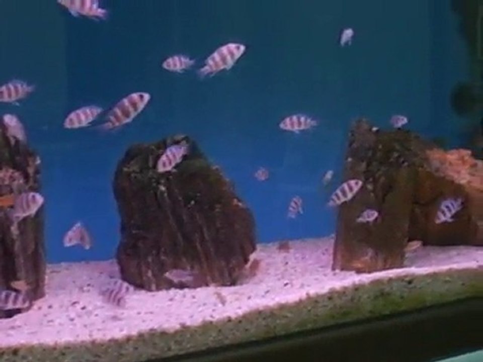 yavru frontosa brundi