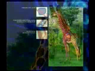 Zurafa ve Dolasim Sistemi