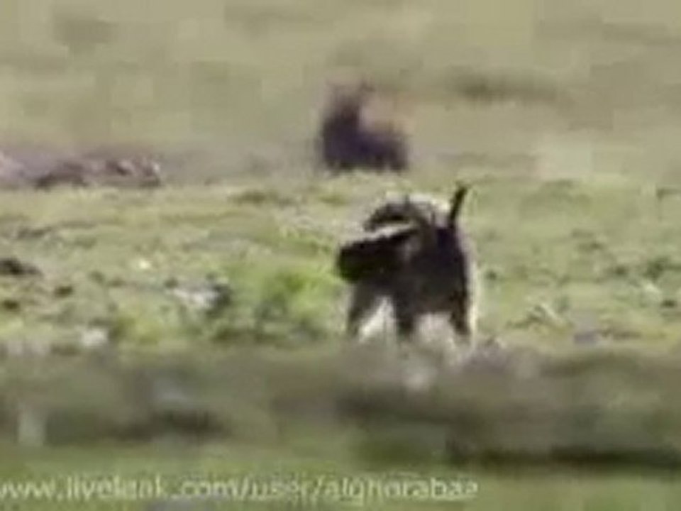 0095 - Hermine vs Lapin