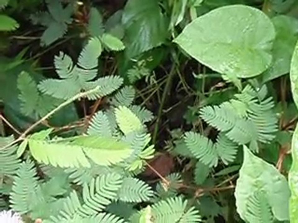 une plante timide