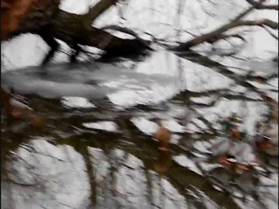 Oiseaux qui font du patinage