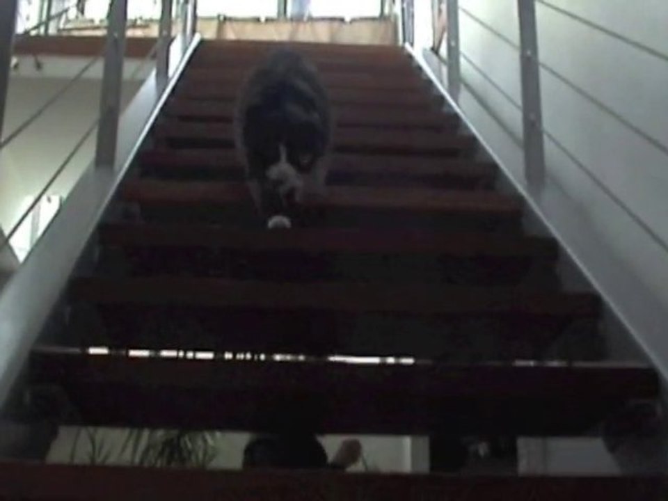 Chat drole MIX !!!