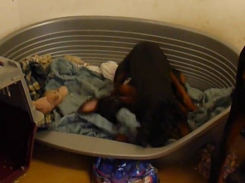 F-Litter Abyss x Zargo (05Fevrier11)