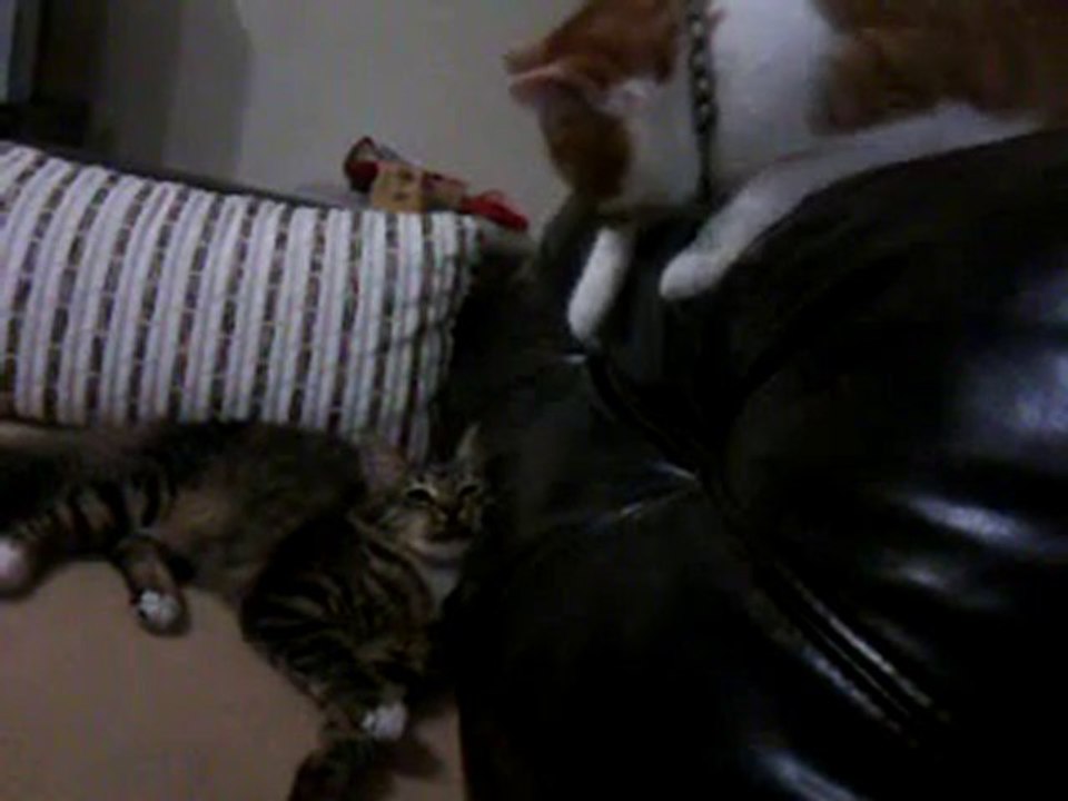 Video0055
