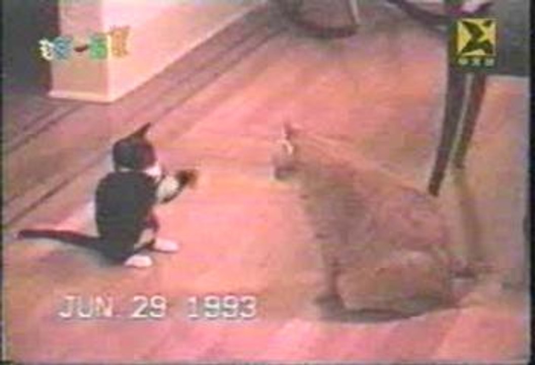 Karate Cat