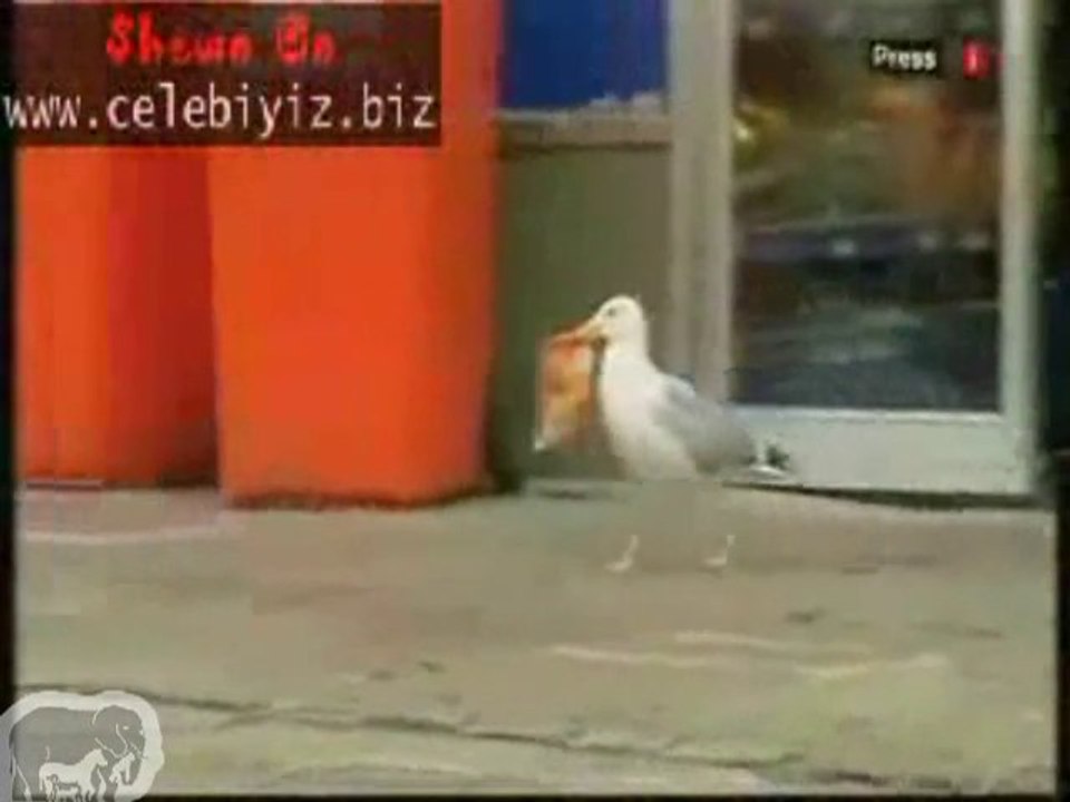 Pas con la mouette