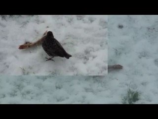 LES OISEAUX.....REPAS FROID......