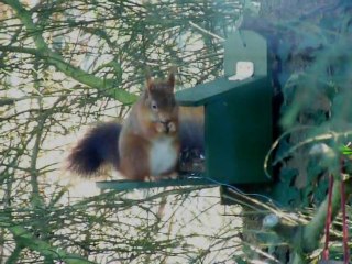 Ecureuil à sa mangeoire !