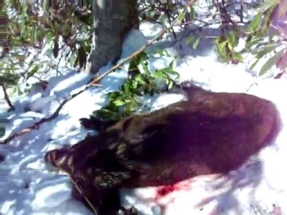 011 2011 DOMUZ AVI VURULAN DOMUZ SAYISI 8....