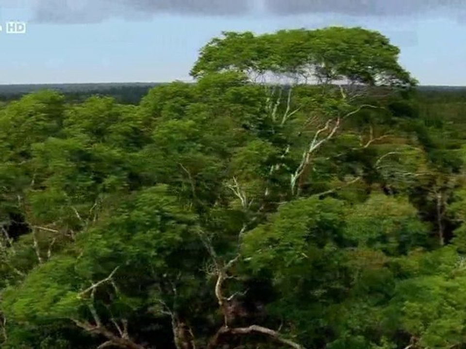 Luxuriante Amazonie 1