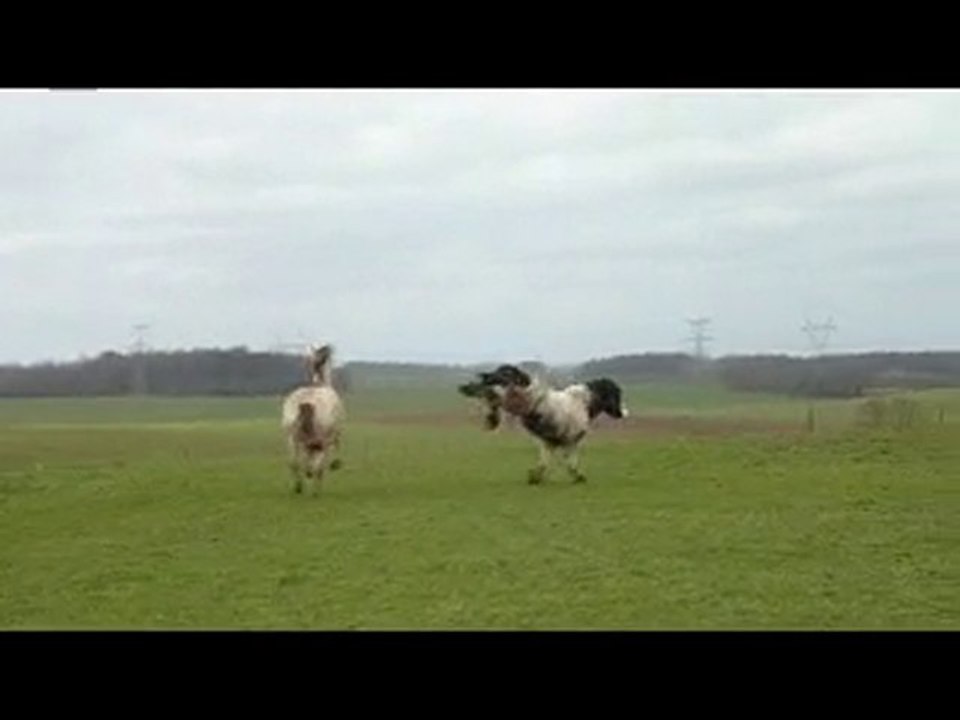 Sienne et Tango liberté