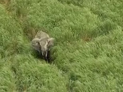 Des Forêts et des Hommes-Yann Arthus-Bertrand