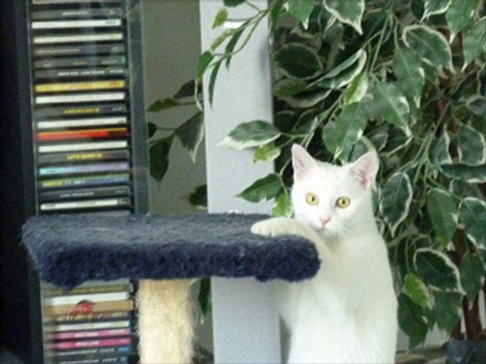 Farine 5 fevrier 2011