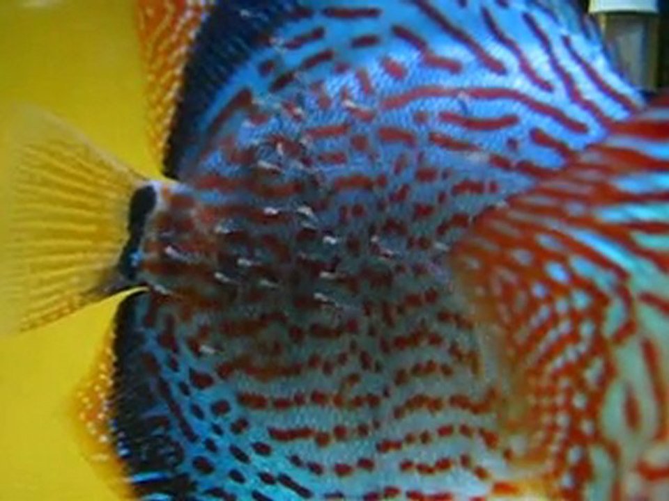 Konya Discus-Red Spotted Leopar ve Green Leopar