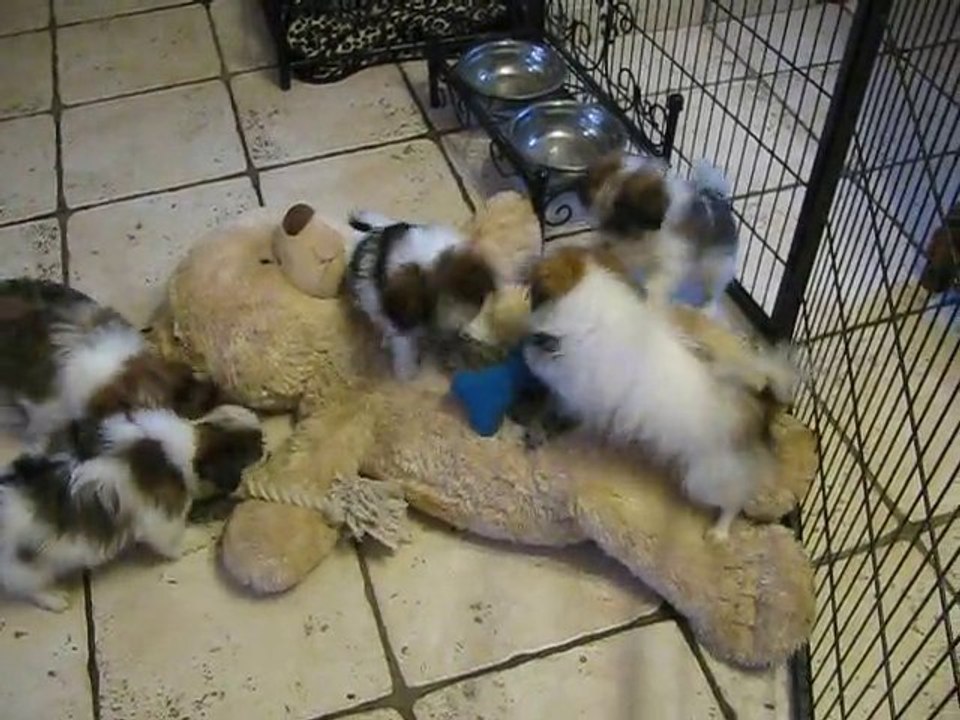 JEUX DE CHIOT