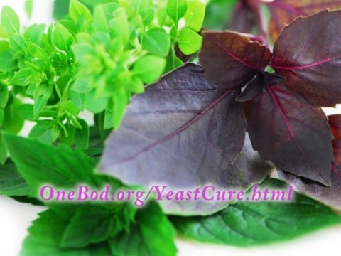 I cured my girlfriend of yeast infections, permanently!