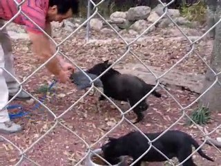 Leia de Quinta de Lobos